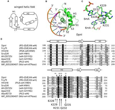 Characterization of winged helix domain fusion endonucleases as N6-methyladenine-dependent type IV restriction systems